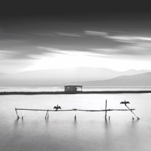 Cormorant time – roy fraser Cormorant time - roy fraser